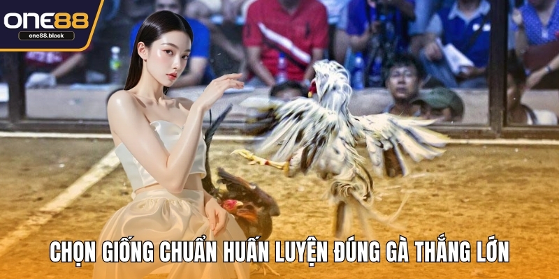 Chọn giống chuẩn huấn luyện đúng gà thắng lớn