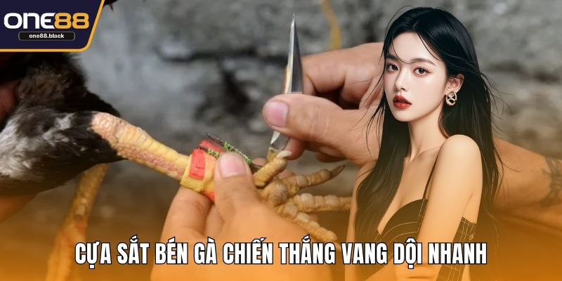 Cựa sắt bén gà chiến thắng vang dội nhanh