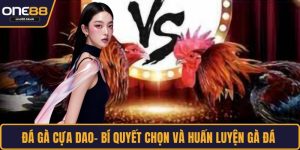 Đá gà cựa dao