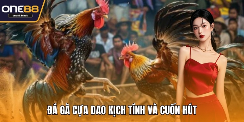 Đá gà cựa dao kịch tính và cuốn hút