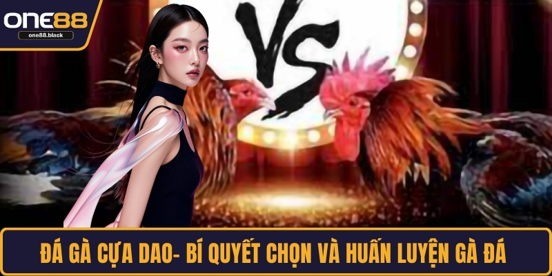Đá gà cựa dao