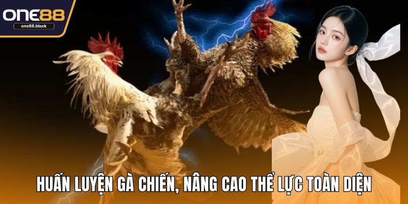 Huấn luyện gà chiến, nâng cao thể lực toàn diện